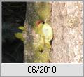 Grnspecht (Picus viridis)