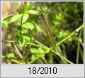 Frhe Adonislibelle (Pyrrhosoma nymphula)