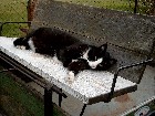 Kater Willi ist müde