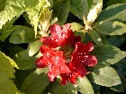 Rhododendronblüte
