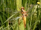 Plattbauchlibelle