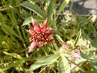 Sumpfblutauge, Blüte und Knospen