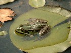Frosch auf Seerosenblatt