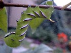 Raupe des Ligusterschwärmers mit Ameise