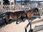 müde Pferde in der Sonne