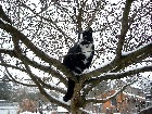 Kater Willi im Haselnußbaum