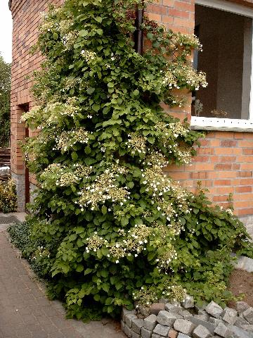 Kletterhortensie mit Blten