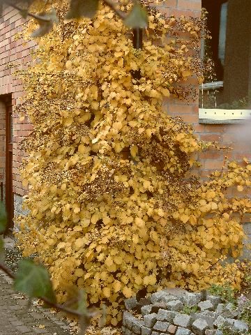 Kletterhortensie im Herbstlaub