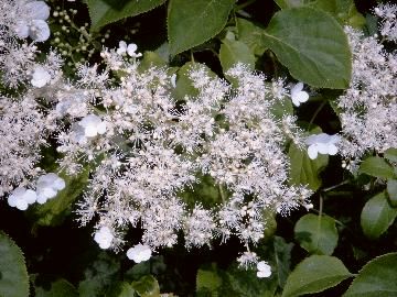 Rispenblte der Kletterhortensie