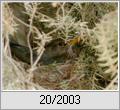 Unsere Amsel brtet