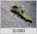 Sandwespe (Ammophila sabulosa) mit Beute