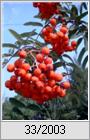 Vogelbeere (Sorbus aucuparia)