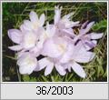 Herbstzeitlose (colchicum autumnale)