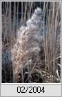 Schilf (Phragmites australis)