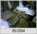 Dickmnnchen (Pachysandra terminalis)