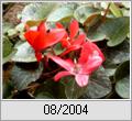 Alpenveilchen (Cyclamen)