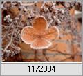 Sterile Blte der Kletterhortensie im Winterschmuck