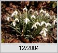 Schneeglckchen (Galanthus nivalis)