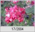 Blutjohannisbeere (Ribes sanguineum)