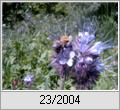 Bienenfreund (Phacelia tanacetifolia)