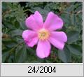 Wildrosenblte (Rosa carolina)