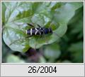 Widderbock (Clytus arietis)