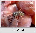 Wespe (Vespula germanica) an faulendem Obst