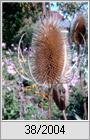 Weberkarde (Dipsacus sativus)