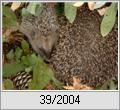 Igel (Erinaceus europaeus)