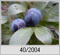 Schlehenfrchte (Prunus spinosa)