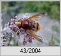 Hornissenschwebfliege (Volucella zonaria)