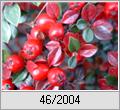 Zwergmispel (Cotoneaster cashmiriensis)