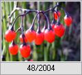 Bitterser Nachtschatten (Solanum dulcamara)