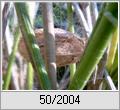 Wespenspinne (Argiope bruennichi) im Winterquartier