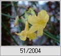 Winterjasmin (Jasminum nudiflorum)