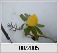 Winterling (Eranthis hyemalis)