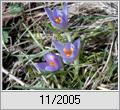 Wildkrokus (Crocus biflorus)