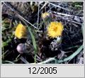 Huflattich (Tussilago farfara)