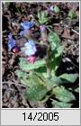 Echtes Lungenkraut (Pulmonaria officinalis)