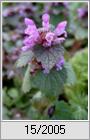 Taubnessel (Lamium purpureum)