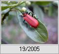 Scharlachroter Feuerkfer (Pyrochroa coccinea)