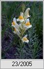 Gewhnliches Leinkraut (Linaria vulgaris)