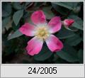 Hechtrose (Rosa glauca)