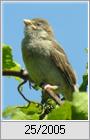 Junger Haussperling (Passer domesticus)