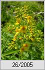 Gewhnlicher Gilbweiderich (Lysimachia vulgaris)