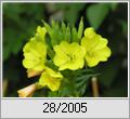 Nachtkerze (Oenothera biennis)