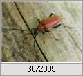 Roter Blumenbock (Leptura rubra)