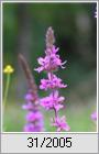 Blutweiderich (Lythrum salicaria)