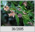 Fruchtstnde am Buchsbaum (Buxus sempervirens)
