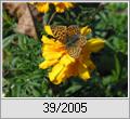 Kleiner Perlmutterfalter (Issoria lathonia) auf Tagetes